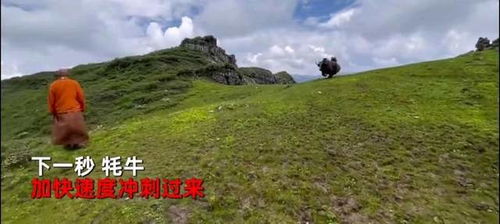 云南特产牦牛肉