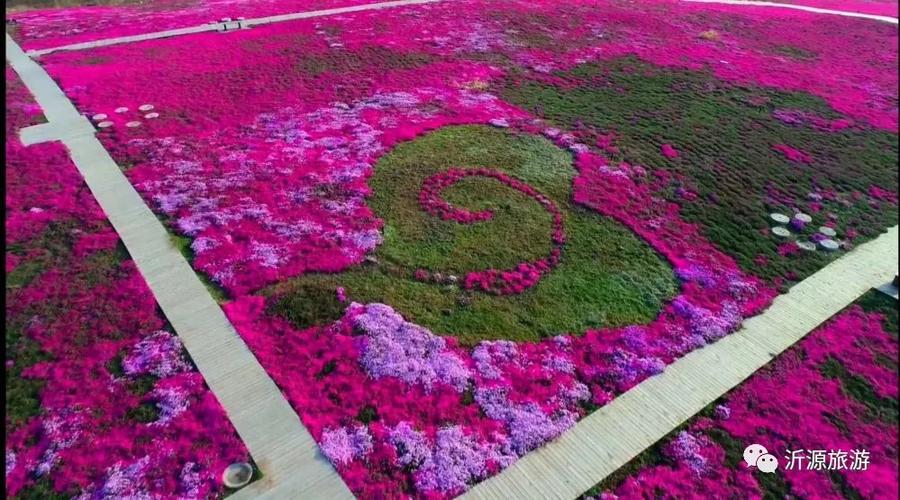 唐山迁西:芝樱花开,春天的最后一次回眸|花海|芬芳|赏花