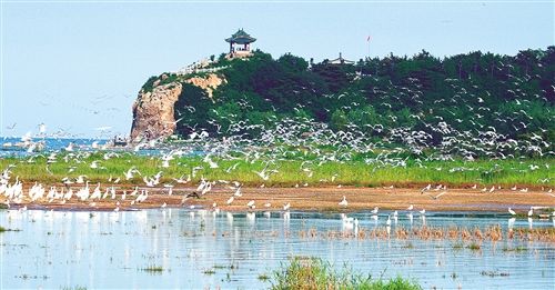 北戴河大潮坪湿地鸟类迁徙的绿洲与游客的自然课堂