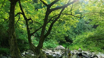 【云溪山人游记】雁山桐花开（二）灵峰桐花盛开了_1