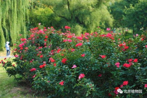 月季花海中的宝山公园一场色彩与芬芳的盛宴