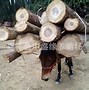 骡子负重爬山引共情