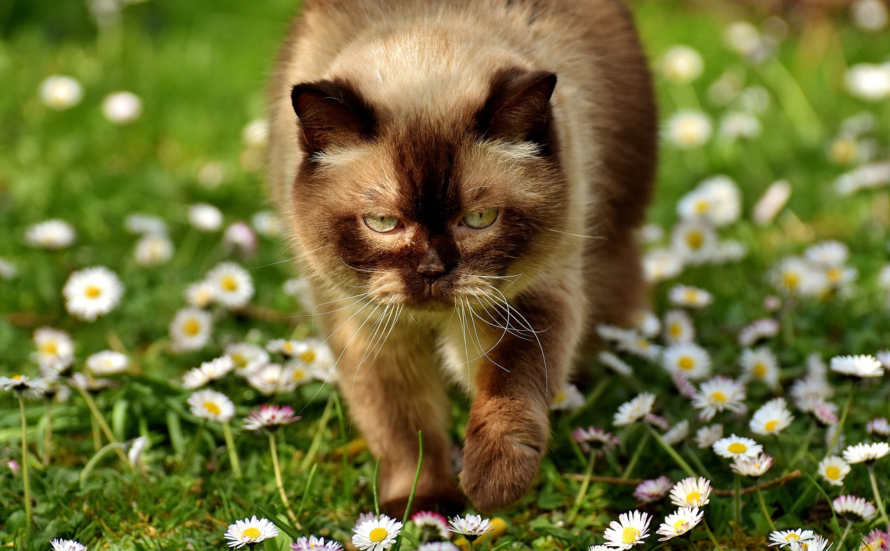 今期龙猪虎出特，历来富贵三更梦是指什么生肖，精选作答落实