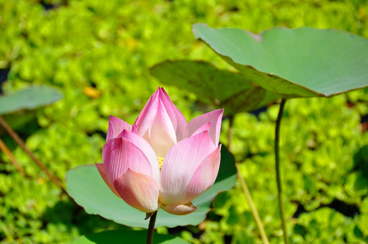 东官小姐采荷花，三教九流都来到代表是指什么生肖，成语落实