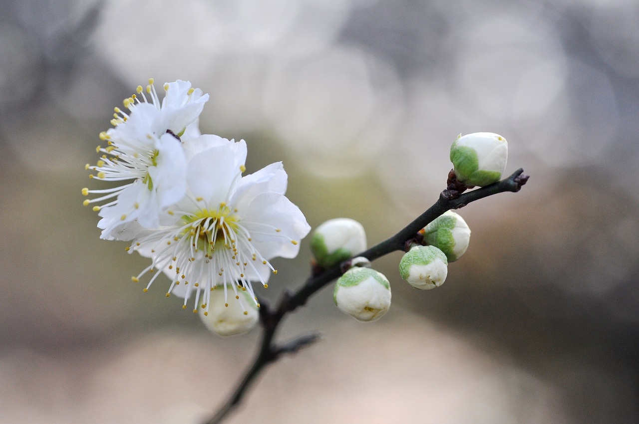 一八梅花二度开指什么生肖，词语解释解义落实