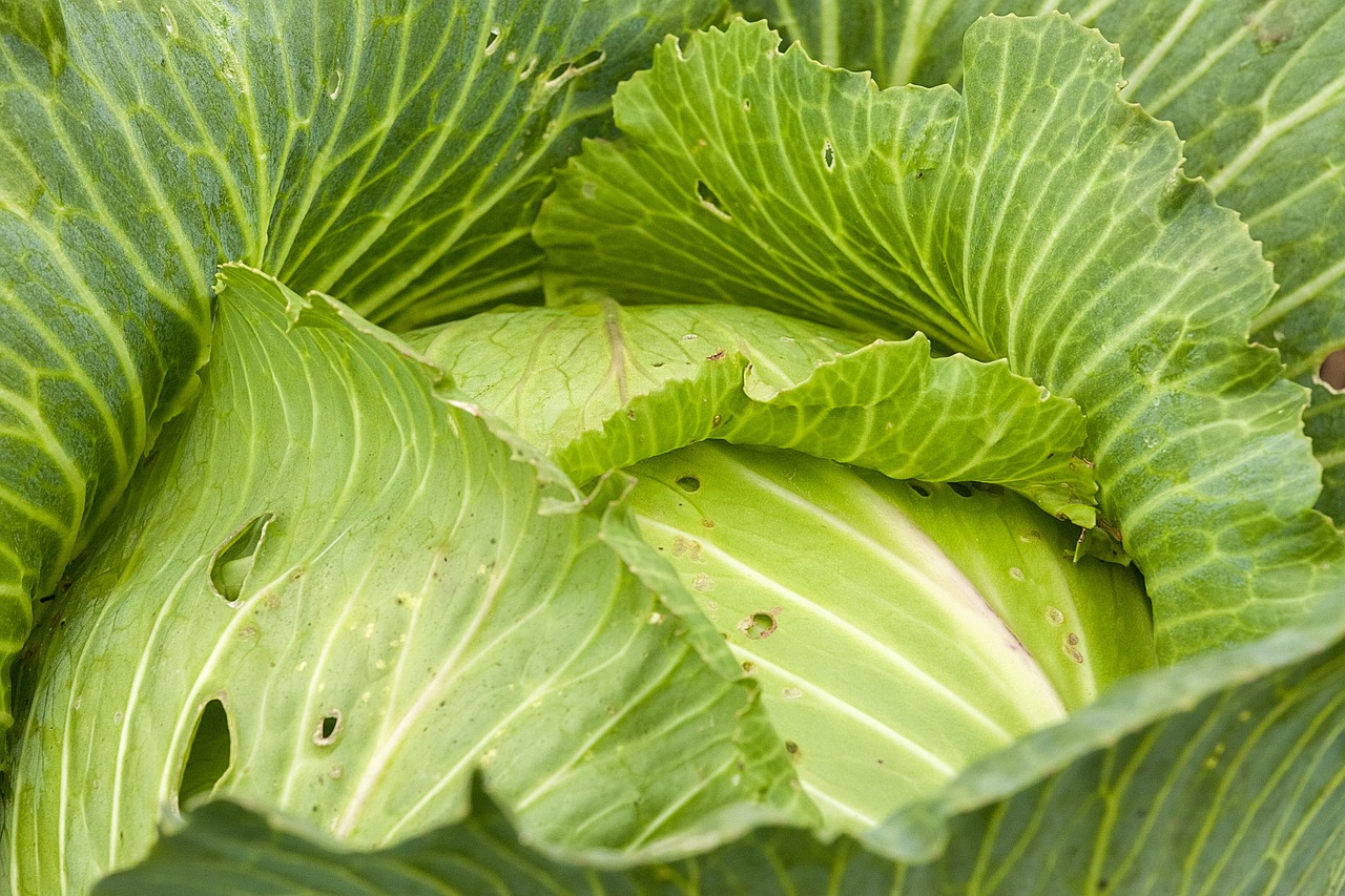 韩国卷心菜娃娃菜替代大白菜的现象分析