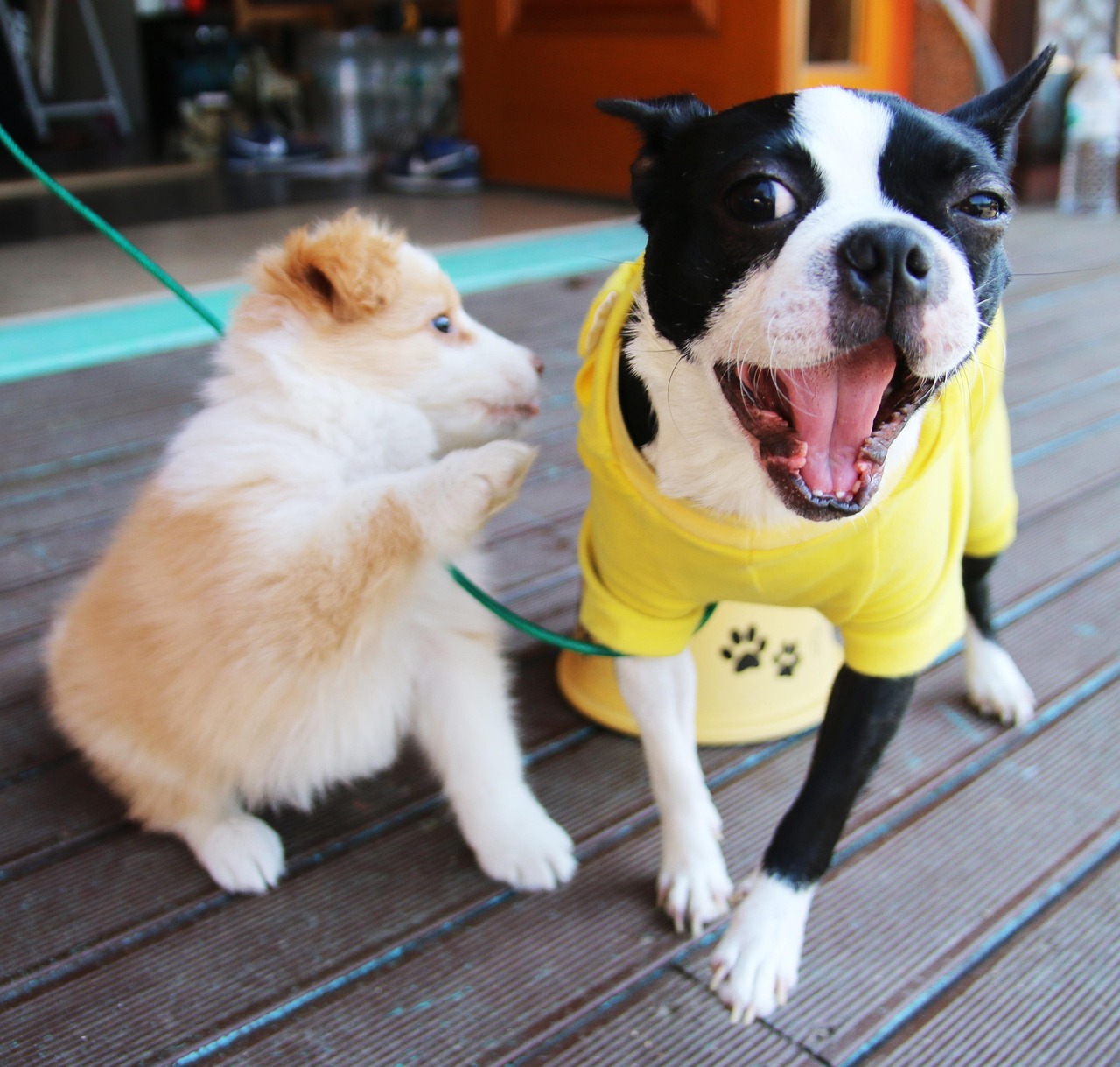 关于加强城市犬只管理，建议统一公布禁养犬大型犬名录