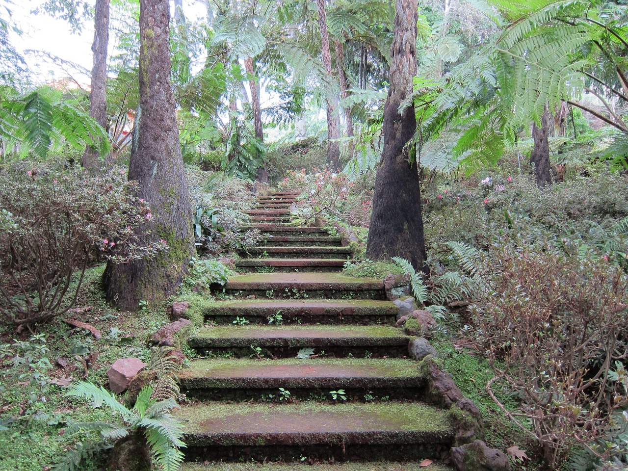 西双版纳景点排行榜，探索热带雨林的神秘与魅力